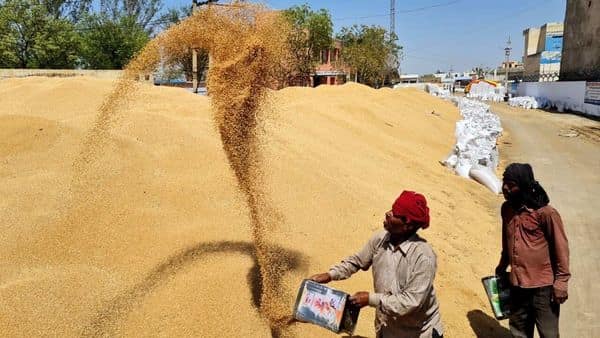 Farm labourers engaged in the wheat procurement process. (HT)